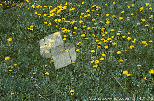 Image of Field of dandelions