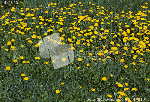 Image of Field of dandelions