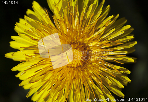 Image of Dandelion flower, close-up