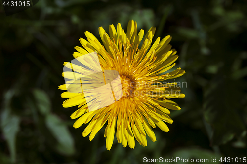 Image of Dandelion flower, close-up