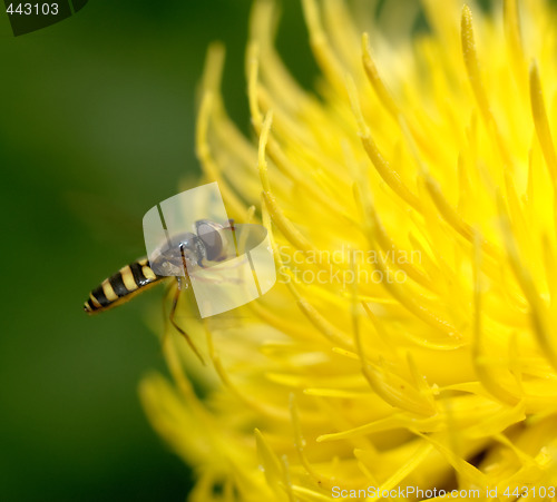 Image of Bee