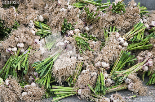 Image of Fresh garlics in a market