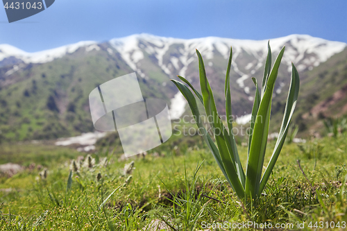 Image of Flower in mountains