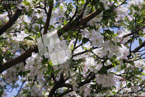 Image of Flowering apple-tree in the spring