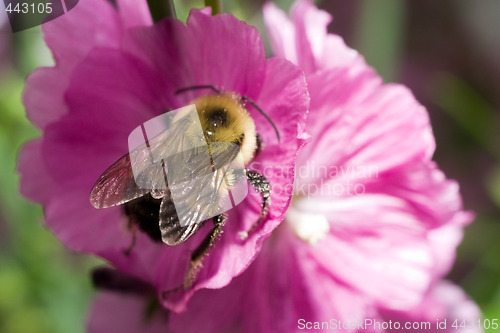 Image of Bumble Bee