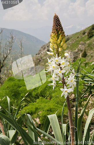 Image of Flower in mountains