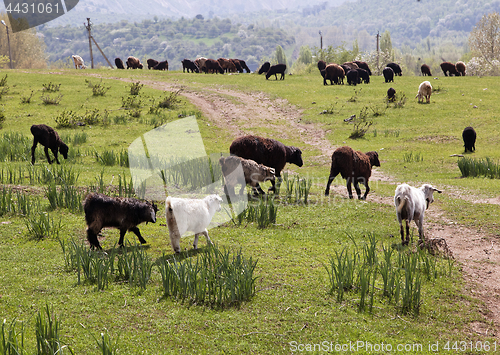 Image of Sheeps in a mountain pasture