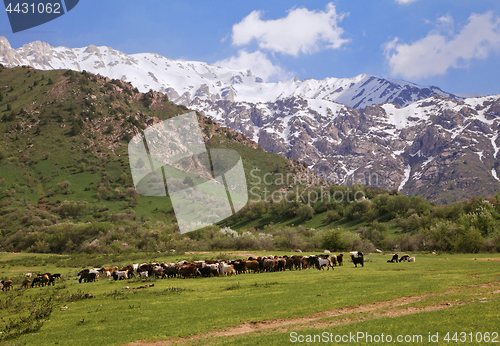 Image of Chimgan mountains, Uzbekistan