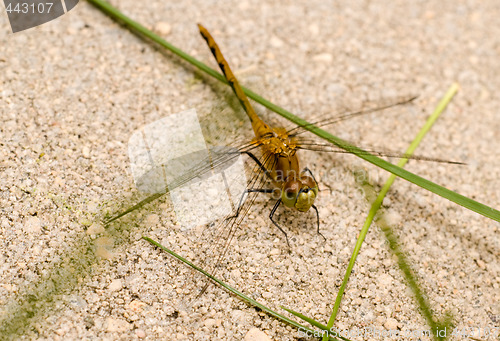 Image of Dragonfly