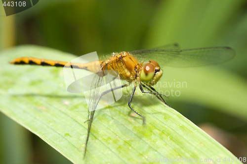 Image of Resting Dragonfly