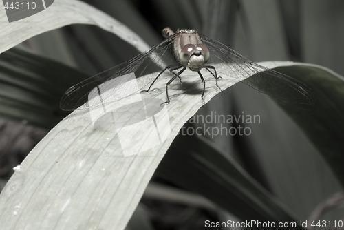 Image of Resting Dragonfly