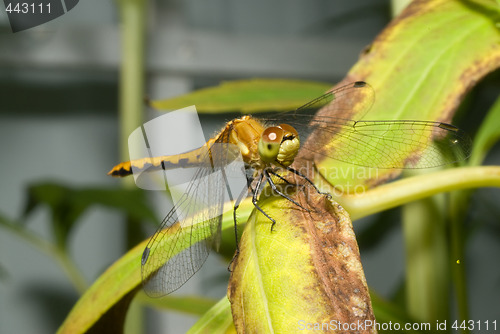 Image of Resting Dragonfly