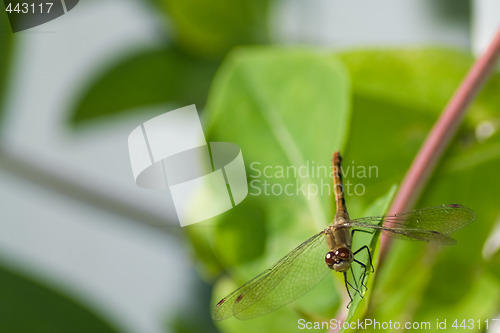 Image of Dragonfly