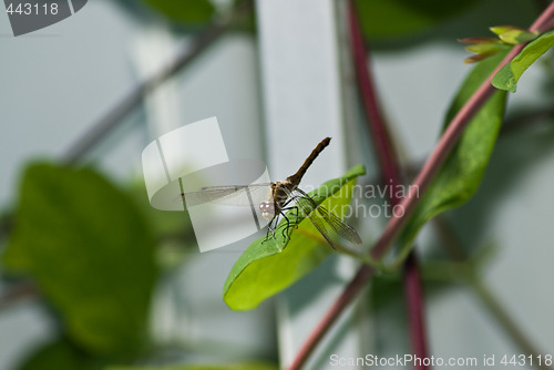 Image of Dragonfly