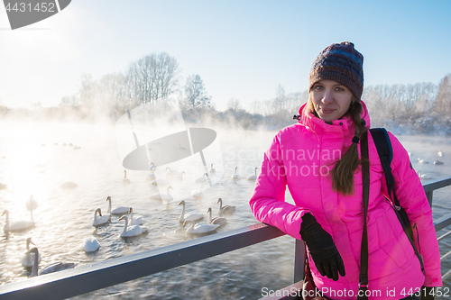 Image of Beautiful white whooping swans