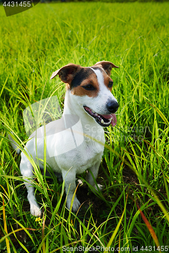 Image of Adorable dog heavily breathing on grass