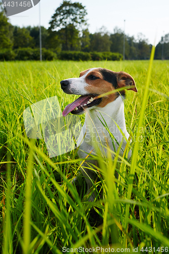 Image of Adorable dog heavily breathing on grass