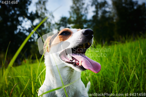 Image of Adorable dog heavily breathing on grass