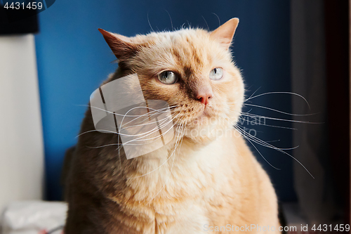 Image of Huge ginger cat looking away