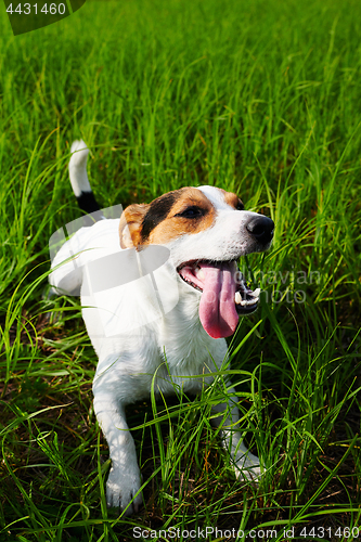 Image of Cute dog lying on grass