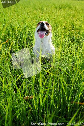 Image of Adorable dog heavily breathing on grass