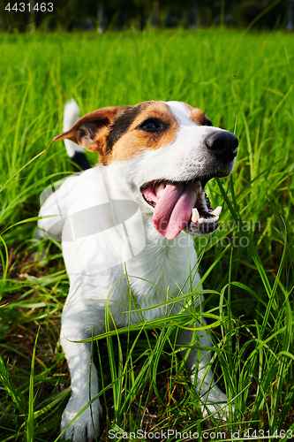 Image of Cute dog lying on grass