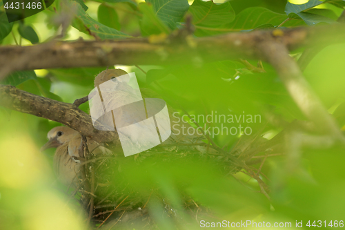 Image of Young dove Streptopelia decaocto