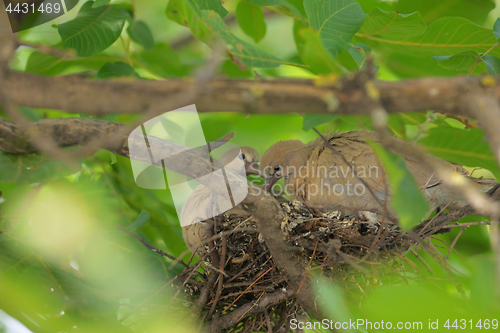 Image of Young dove Streptopelia decaocto