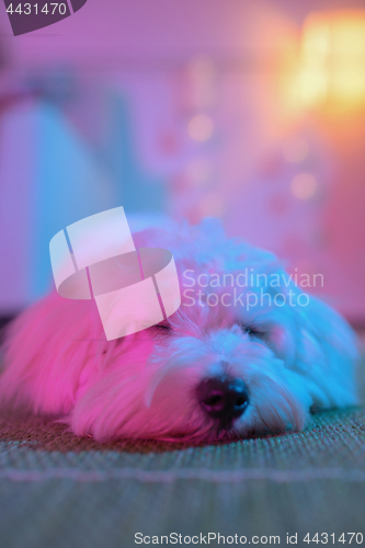 Image of White puppy maltese dog sleeping 