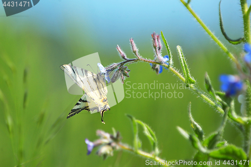 Image of Butterfly Papilio Machaon sitting on  flower