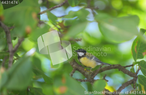 Image of Parus caeruleus bird 