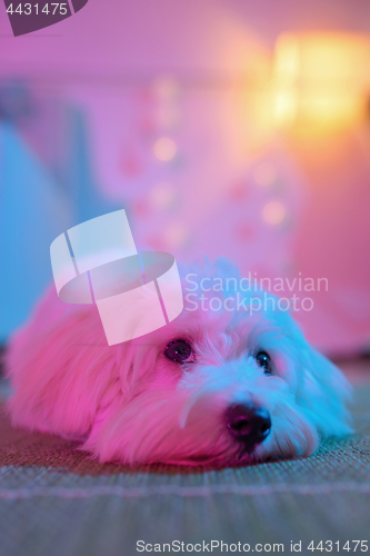 Image of White puppy maltese dog sitting