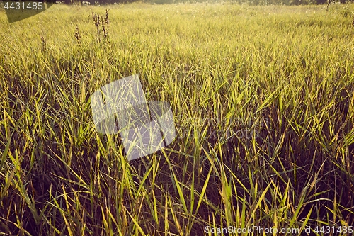 Image of Green Grass Field