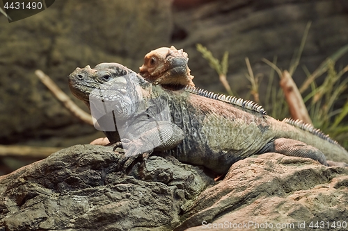 Image of Iguana resting position