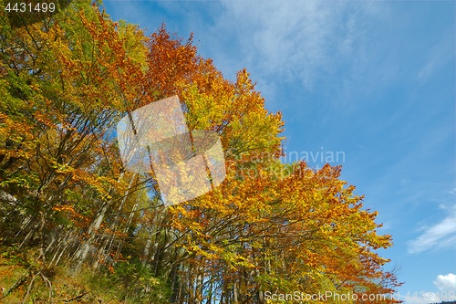 Image of Autumn