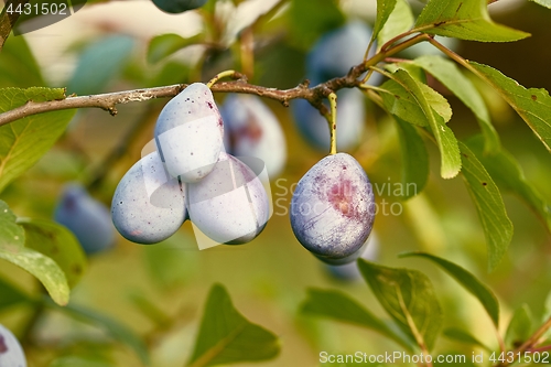 Image of Plum tree closeup