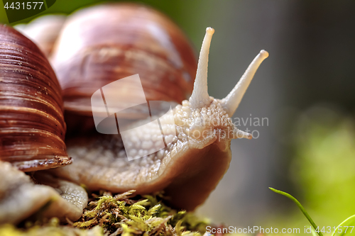 Image of Helix pomatia also Roman snail, Burgundy snail