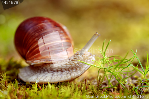 Image of Helix pomatia also Roman snail, Burgundy snail