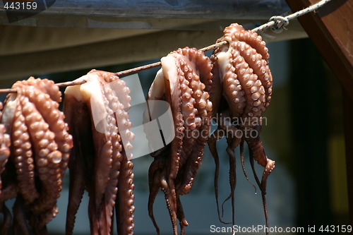 Image of Octopus drying  on string