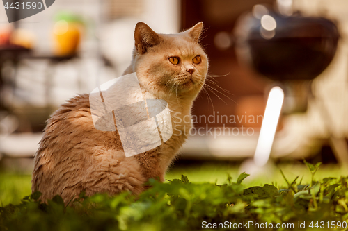 Image of Cat British on green grass