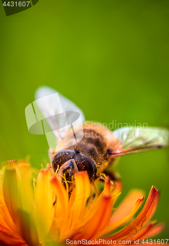 Image of Bee collects nectar from flower crepis alpina