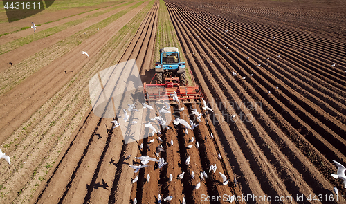 Image of Agricultural work on a tractor farmer sows grain. Hungry birds a