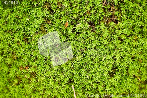 Image of Moss layer closeup