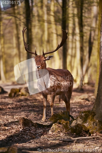 Image of Deer in the woods