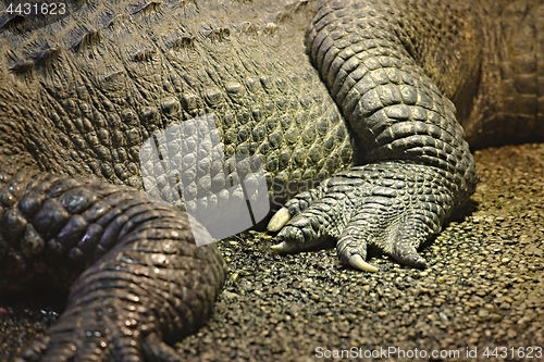 Image of Crocodile detail closeup