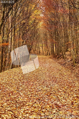 Image of Autumn park path