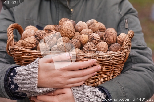 Image of Collecting walnuts in a basket