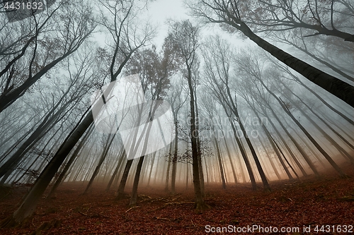 Image of Autumn Forest Fog