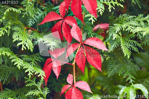 Image of Red leaves ofa climbing plant