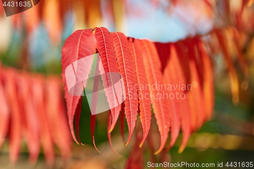 Image of Leaves of autumn